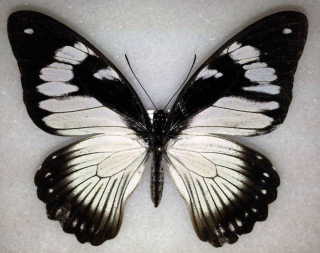 Papilio dardanus polytrophus (aberration) (Internet Image property of respective owner, non-commercial use only)